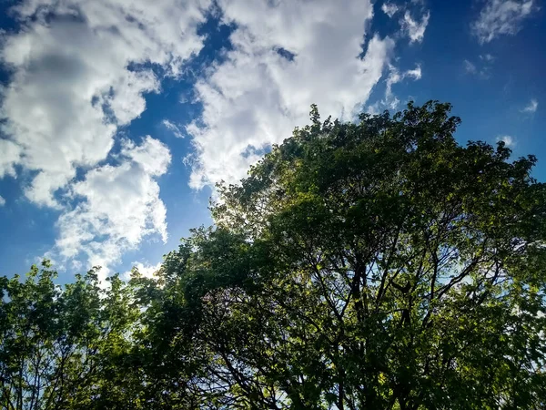 Parlak mavi gökyüzüne karşı güneş ışığındaki ağaçlar