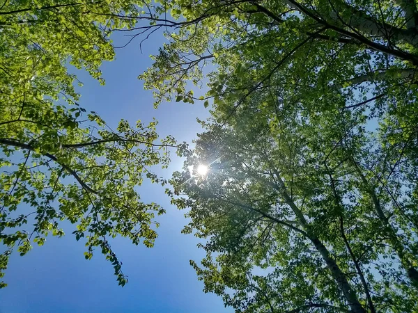 Yeşil ağaç dalları güneş ışığında gökyüzüne karşı