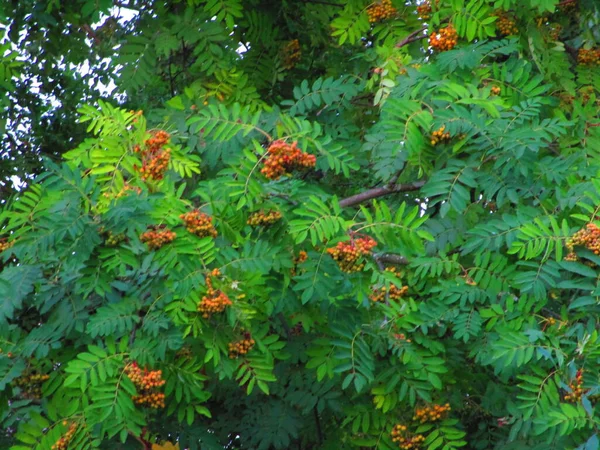 Turuncu yaban mersini, olgunlaşmış.