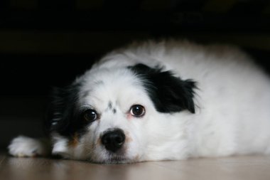 Güzel üzgün köpek yerde yatıyor.