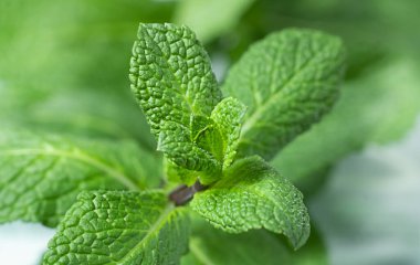 Nane yaprakları odak arkaplanı dışında taze