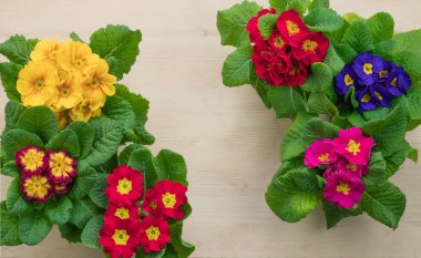 Primrose çiçekleri, Primula Polyanthus çok renkli
