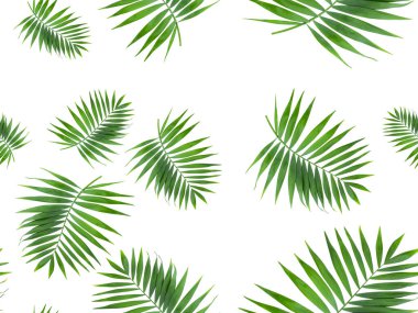 Beyaz sırt gradında kusursuz desenli Kentia palmiyesi