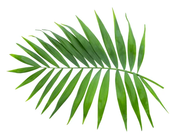 白い背景に隔離された熱帯の葉 観賞用椰子の葉 Kentia Palm Howea種 ストック写真