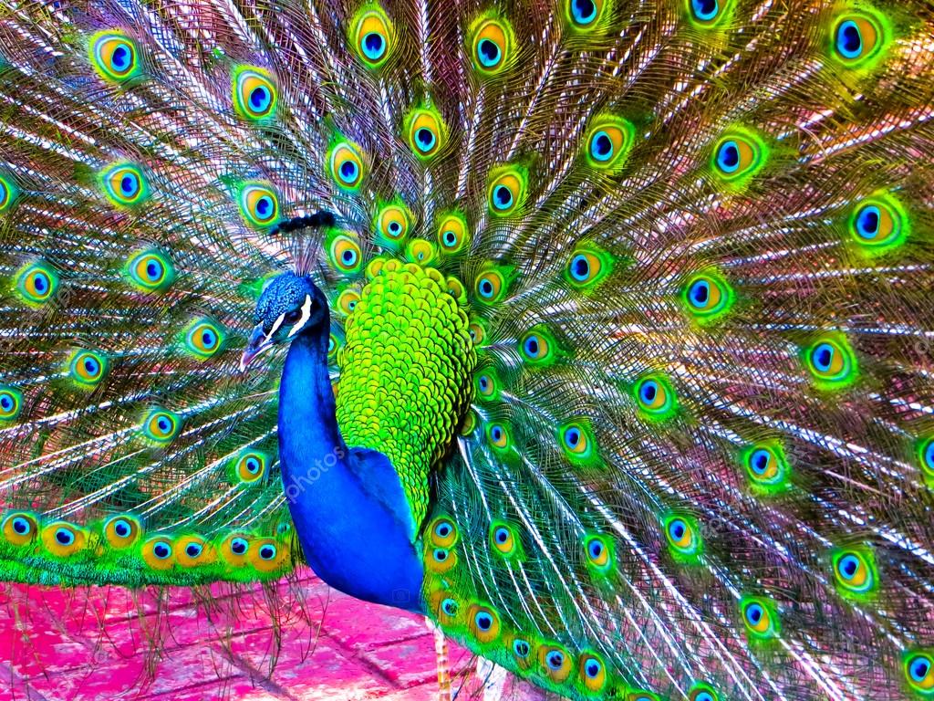 обыкновенный павлин черноплечий. павлин распушил хвост. бистарс павлин. павлиний фазан. павлин с раскрытым хвостом радужный.