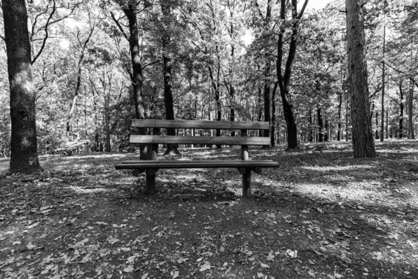 Lonely bench in a spooky forest, mediation bench, beautiful place for rest and mediation