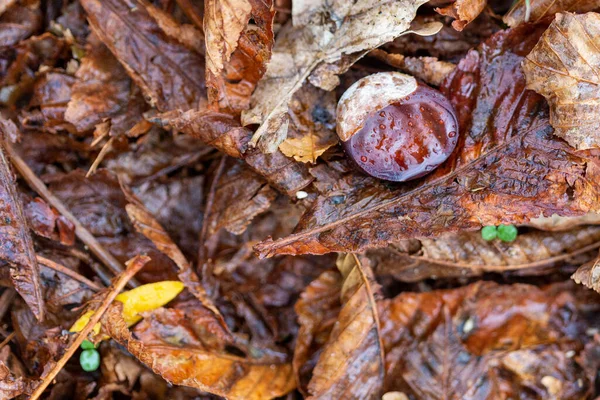 Wet chestnut after a rain in the forest