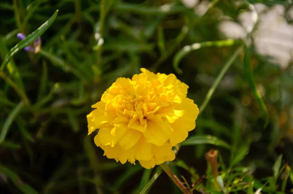 Bela Flor Rica Grande Padrão Amarelo Num Quintal Num Campo — Fotografia de Stock