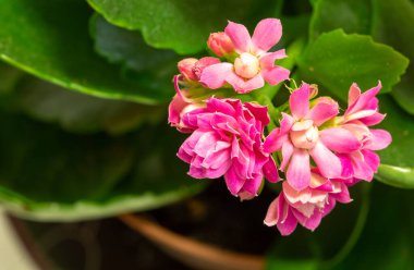 Corona zamanında çiçek açmak. Güzel ve garip pembe çiçekler.
