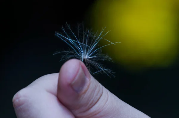 I planted dandelion. The seed from my hand is certainly an adult plant now