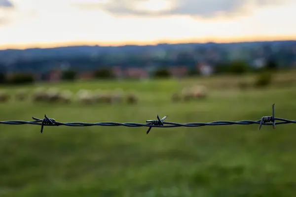 Arka planda koyun sürüsü olan dikenli teller.