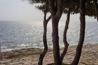 Trees and branches with green leaves collecting the sun's rays before it starts to rain