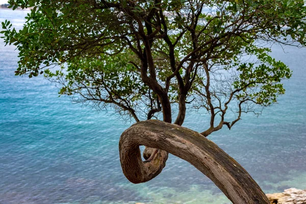 Curved tree with branches, canopy and green leaves with peaceful sea in the background