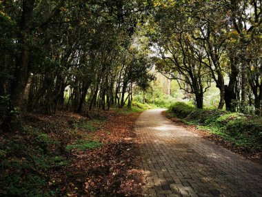 Kinnakorai Ormanı Tamilnadu 'da birbirine kenetlenmiş güzel bir yol.