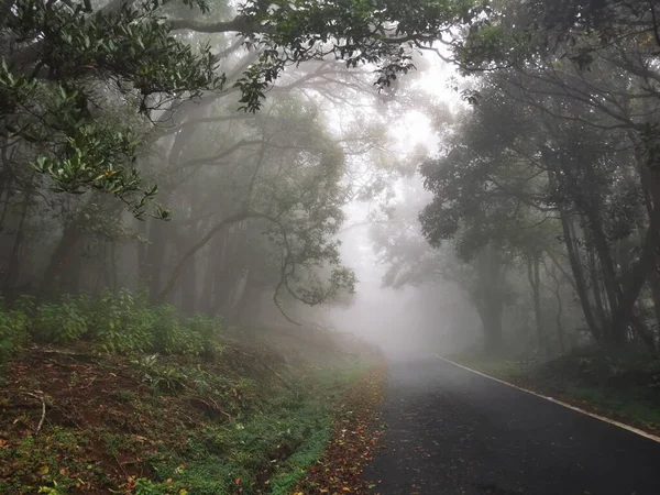 Kinnakorai Dağ Vadisindeki Sisli Orman Tamilnadu — Stok fotoğraf