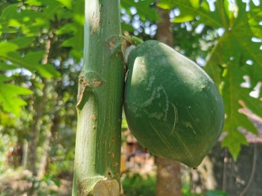 Papaya, papav, ya da pati.