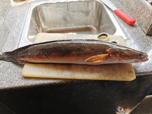 Malabar Yılankafa (Channa diploması) balık