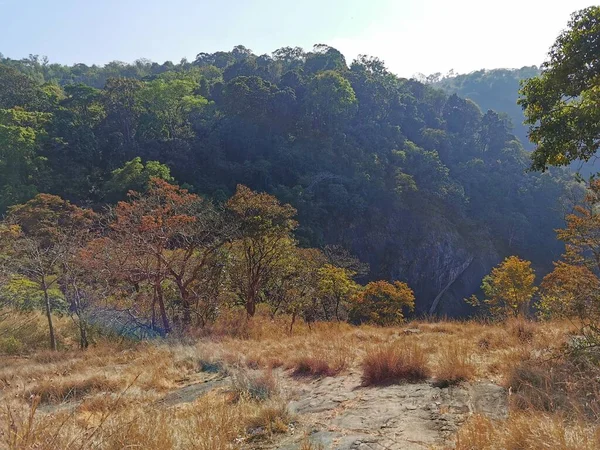 Yazın Renkli Nelliampathy Ormanı — Stok fotoğraf