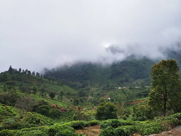 Kinnakorai Dağı Vadisi 'nde çay evleri, Nilgiris, Tamilnadu, Hindistan