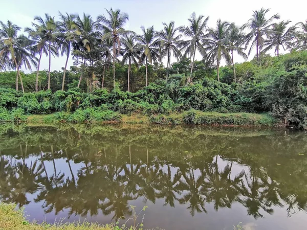 Odbicie Drzew Kokosowych Wodzie — Zdjęcie stockowe