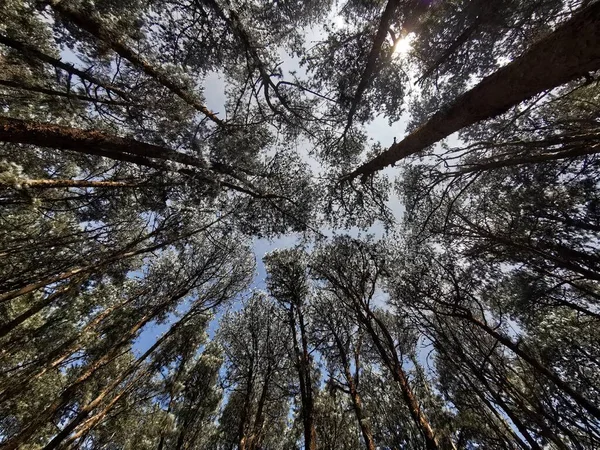 Çam ağaçlarının arasından gökyüzü görüntüsü