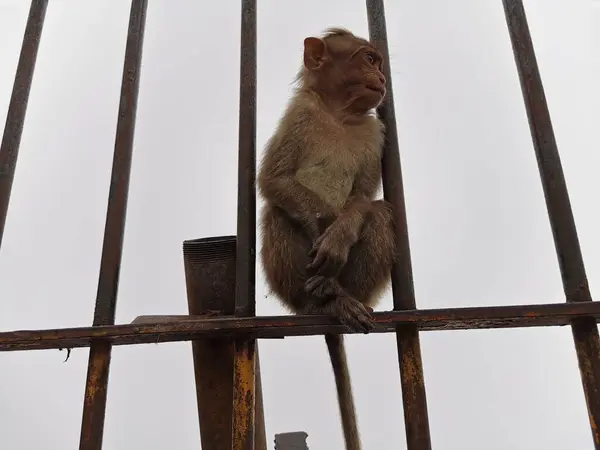 Bebek Makaklar 'ın düşünceli yüzü 