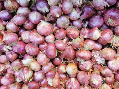 Soğan, soğan soğanı ya da soğan olarak da bilinir.