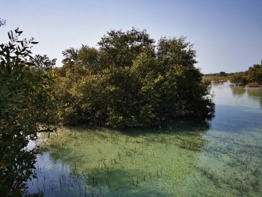 Abu Dabi, BAE 'deki Al Jubail Mangrove ormanının güzel manzarası..
