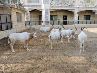 Abu Dabi, BAE 'deki Çöl Hayvanat Bahçesinde Arap antilopları. 