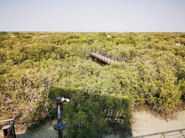 Al Jubail Mangrove Ormanı Abu Dabi, BAE.