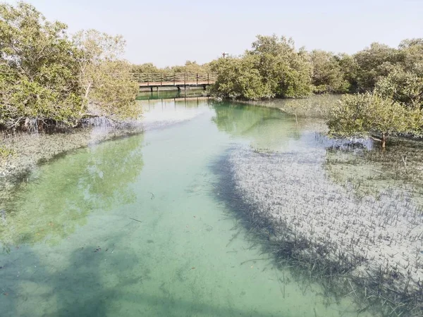 Spektakularny Widok Park Namorzynowy Jubail Abu Zabi Zjednoczone Emiraty Arabskie — Zdjęcie stockowe