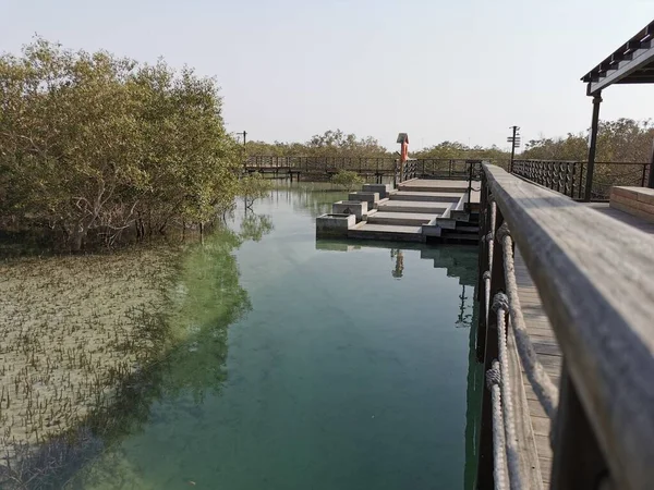 Abu Dabi, BAE 'deki Al Jubail mangrove parkının muhteşem manzarası..