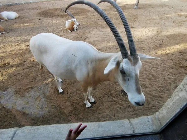 Oryx Árabe Zoológico Deserto Abu Dhabi Emirados Árabes Unidos — Fotografia de Stock