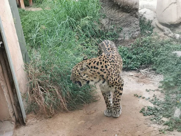 Emirlik Hayvanat Bahçesi Parkı Ndaki Güzel Leopar Abu Dabi Bae — Stok fotoğraf