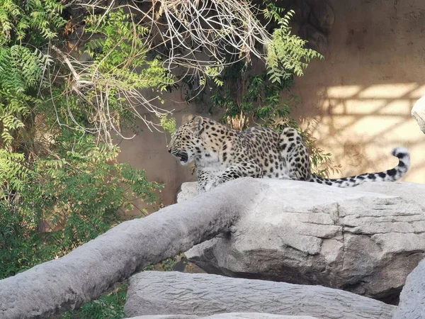 Bir kayaya oturan leoparı (Panthera pardus)