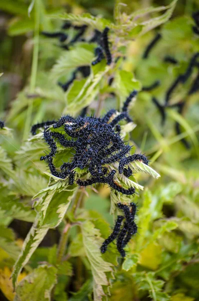 Group of worms — Stock Photo, Image