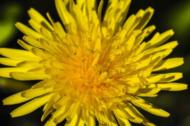 Karahindiba çiçeği closeup yaz