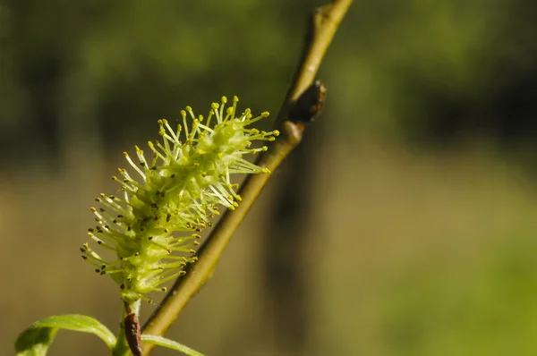 Pussy-willow (Salix) branch isolated on blurry background — Stock Photo, Image