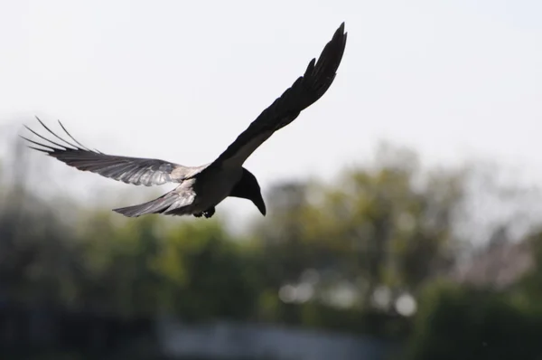 Corvo voador — Fotografia de Stock