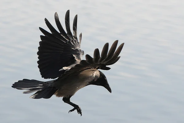 飞的乌鸦 — 图库照片