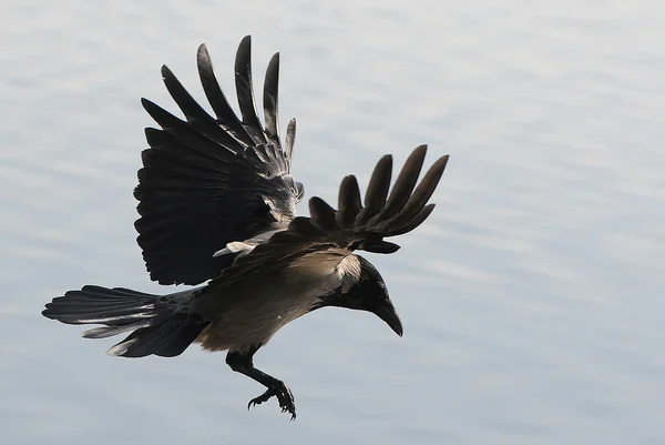 Fliegende Krähe — Stockfoto