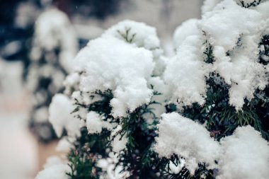 snow-covered branches of a thuja tree during a snowfall in a winter forest. close-up, macro