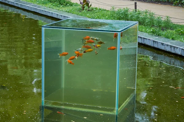 Aquário Com Peixes Coloridos Brilhantes Lagoa Parque — Fotografia de Stock