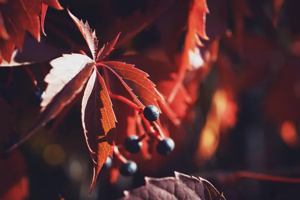 Red Wld Grape Leaves Berries Sunny Autumn Background Close Macro — Stock Photo, Image