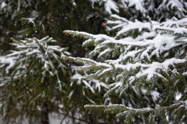 Bir kar yağışı sırasında köknar ağacının karla kaplı dalları. kış doğa arka planı
