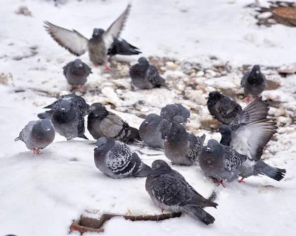 Şehir güvercinleri yoğun kar yağışı sırasında ısıtma sisteminin kapağında güneşlenirler. Evsiz kuşlar soğuk kışı atlatır.