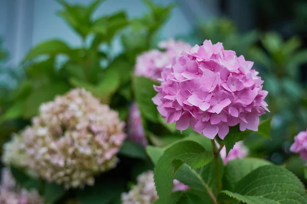 İyi korunmuş bir bahçede pembe mor ortanca çiçekleri. ön plana odaklan