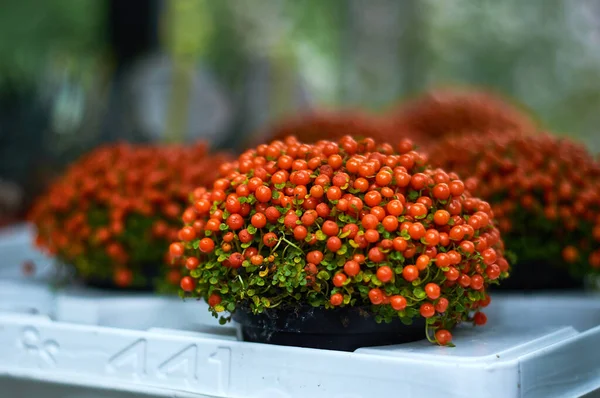 Nertera granadensis bushes in pots are sold in a flower shop. bright orange berries, focus in the foreground, macro
