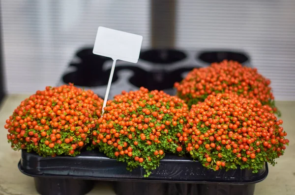 Nertera granadensis bushes in pots are sold in a flower shop. bright orange berries, focus in the foreground, macro