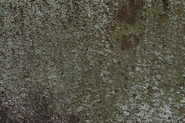 Paslı yosunlu bir demir yaprağı. Doku. Görüntüyü kapat.